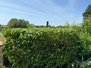 Photo de galerie - Taille d’un boule de neige et d’un forssiçia