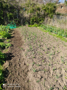 Photo de galerie - Plantation de chalottes