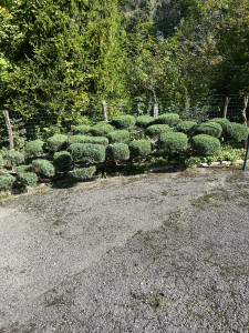 Photo de galerie - Taille d’un genévrier 