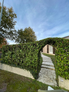 Photo de galerie - Taille de haie