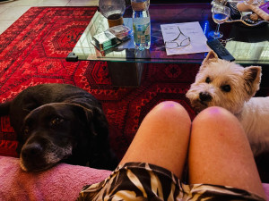 Photo de galerie - Les deux toutounes en garde ce mois d'août, en demande de câlins ;-) 