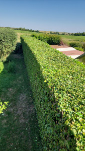 Photo de galerie - Paysagiste - Aménagement du jardin