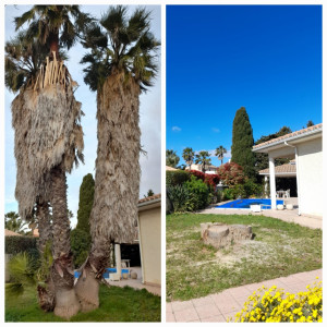 Photo de galerie - Elagage et coupe d'arbres