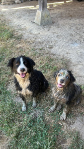 Photo de galerie - Garde chien 