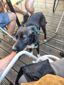 Photo de galerie - Petit loulou en terrasse 