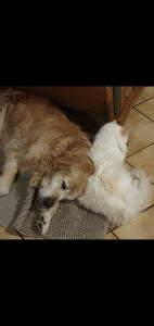 Photo de galerie - Je garder vos animaux