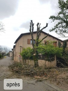 Photo de galerie - Elagage et coupe d'arbres