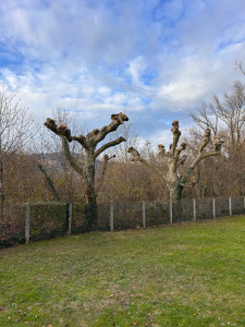 Photo de galerie - Elagage et coupe d'arbres