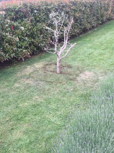 Photo de galerie - Plantage d'olivier