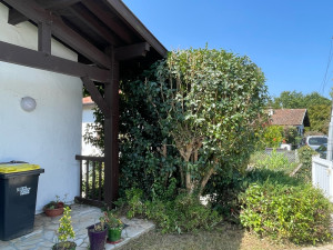 Photo de galerie - Elagage et coupe d'arbres