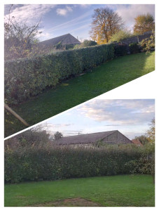 Photo de galerie - Taille de haie 16m de long sur 2m de haut 