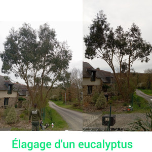 Photo de galerie - élagage d'un eucalyptus 