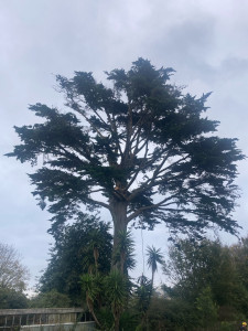 Photo de galerie - Elagage et coupe d'arbres