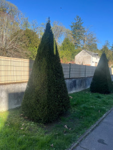 Photo de galerie - Taille de sapin en triangle 