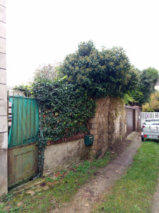 Photo de galerie - Taille d'un lierre [3/4]