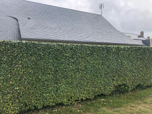 Photo de galerie - Haie d'elaeagnus