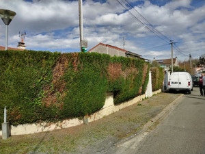 Photo de galerie - 

taille de haies 