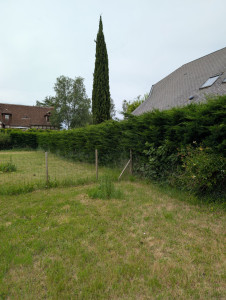 Photo de galerie - Taille de haies et d'arbustes