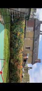 Photo de galerie - Taille de photinia