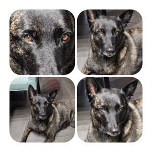 Photo de galerie - Romy 
BERGER HOLLANDAIS 