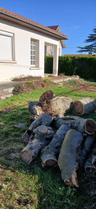 Photo de galerie - Abbatage d'un albizia