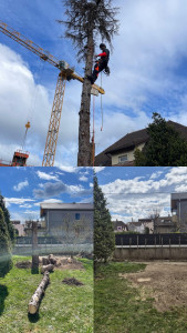 Photo de galerie - Elagage et coupe d'arbres