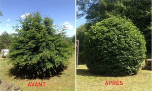 Photo de galerie - La coupe de petits arbres consiste à abattre des arbres de faible diamètre en toute sécurité, afin d’entretenir un terrain, dégager un espace ou supprimer un arbre gênant ou malade.