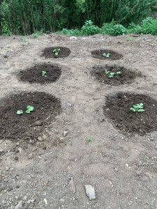 Photo de galerie - Observateur, travailleur, créatif, adaptable, compétent et passionné par les plantes et la nature .