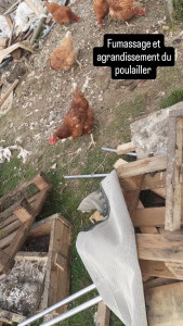 Photo de galerie - Création d'un poulailler