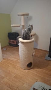 Photo de galerie - J'ai garder cette boule de poil pendant un mois trop mimi 