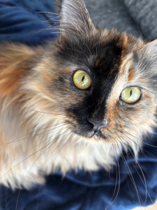 Photo de galerie - Catsitting