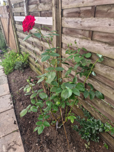 Photo de galerie - Tonte de pelouse - Débroussaillage