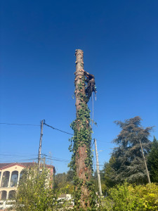 Photo de galerie - Coupe sapin 