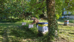Photo de galerie - Apiculture.