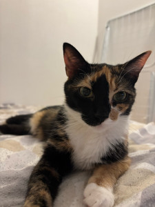 Photo de galerie - Garde de chat 
