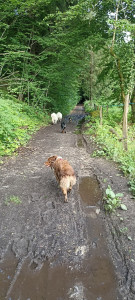 Photo de galerie - Garde chien