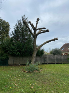 Photo de galerie - Elagage et coupe d'arbres