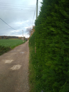 Photo de galerie - Taille tuya