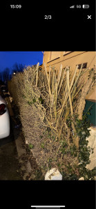 Photo de galerie - Enlèvement arbuste avec évacuation avant es après 