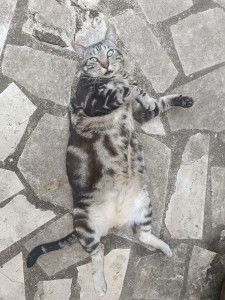 Photo de galerie - Garde de Pepito ?