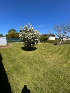 Photo de galerie - Réalisation de tonte 