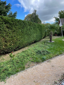 Photo de galerie - Taille de haies et d'arbustes