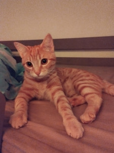 Photo de galerie - Adorable petite Gaïa de 7 mois sur le lit de mon fils 