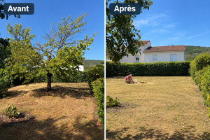 Photo de galerie - Abattage d’un cerisier avec évacuation des déchets verts