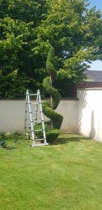 Photo de galerie - Taille de haies et d'arbustes