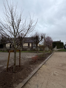 Photo de galerie - Plantation sur l’espace public sur la commune de auvers saint georges