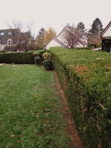 Photo de galerie - Taille de haies 