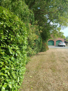 Photo de galerie - Taille de haie champêtres 