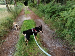 Photo de galerie - Promenade dans la forêt avec Flash et Pearl ma chienne