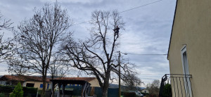 Photo de galerie - élagage arbres  sur ligne électrique 